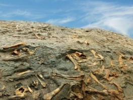 南美洲最新疫情数据/南美洲最新疫情数据图