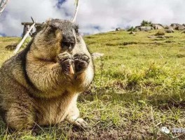 巴盟疫情视频最新数据.巴盟鼠疫最新消息？