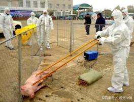 泰国猪瘟疫情最新数据(泰国疫情走势)