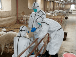 米兰布病确诊7821例(米兰病害图片)