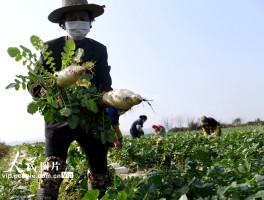 【武汉疫情5个本土病例,武汉疫情5例是哪个区】