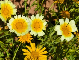 【甘孜州现有疫情确诊人数,甘孜州新型肺炎确诊有几例】