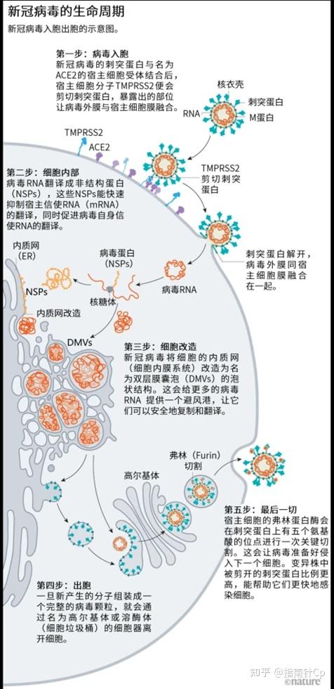 【哪里是传播疫情的地区,疫情传播到哪儿了】