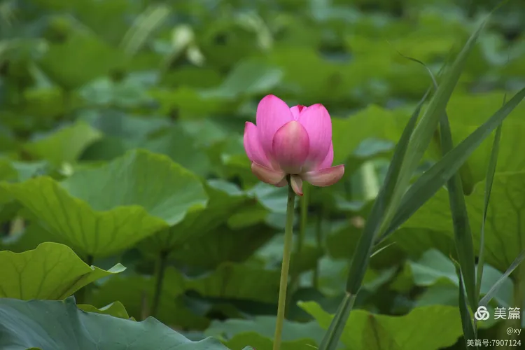 荷塘疫情消息最新数据图/荷塘讯息网-第1张图片