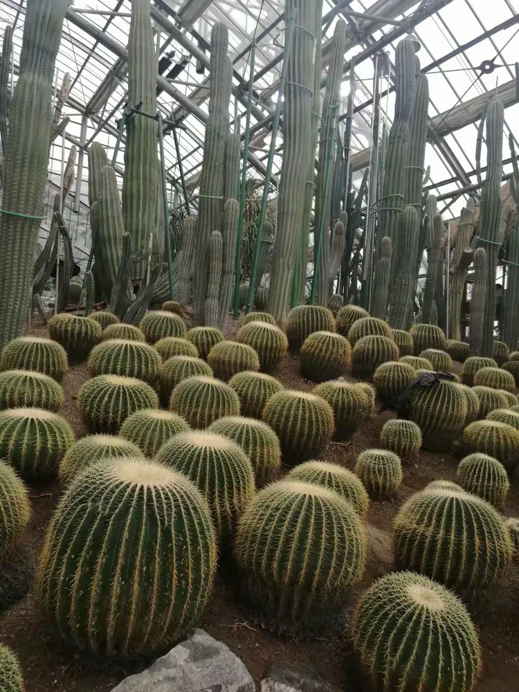 【植物园确诊疫情轨迹公布,植物园确诊疫情轨迹公布时间】-第3张图片